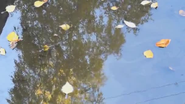 Herbstgelbe Blätter Treiben Pfützen Die Pfützen Spiegeln Den Blauen Himmel — Stockvideo