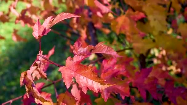 Multi Gekleurde Herfstbladeren Rode Gele Oranje Buitenlucht Een Stedelijke Omgeving — Stockvideo