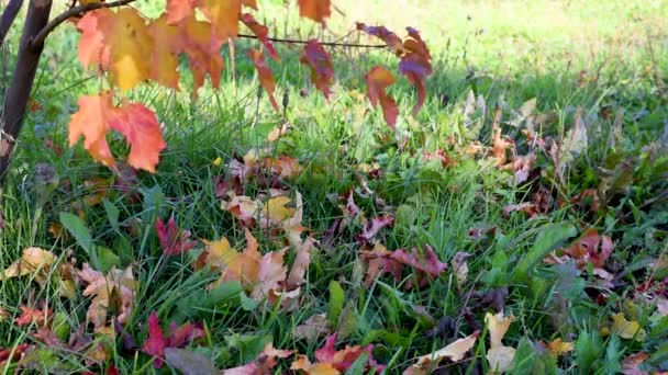 青い空と草に対する都市環境の屋外で赤 オレンジ色マルチカラーの紅葉します — ストック動画