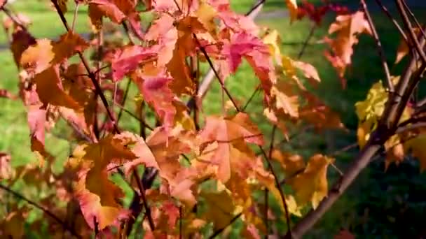 Multi Gekleurde Herfstbladeren Rode Gele Oranje Buitenlucht Een Stedelijke Omgeving — Stockvideo