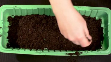 Daha fazla serada dikim iyi bir siyah toprak dikimi için en iyi tohum seçimi. Earth ile yeşil kapsayıcı. Tohum Ekim. 