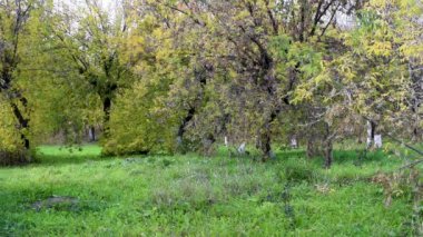 Sonbahar park. Ağaçların yaprakları sarı, yeşil, turuncu çiçek, Kuru güneşli havalarda rüzgarda sallanan ile. Yaprakları ağaçların fly ve yere düşer 
