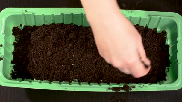 温室でさらなる植栽良い黒い土で植える種がベストの選択 地球の緑のコンテナー 種を植える — ストック動画