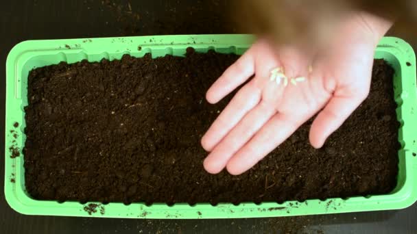 Selectie Van Beste Zaden Voor Planten Een Goede Zwarte Bodem — Stockvideo