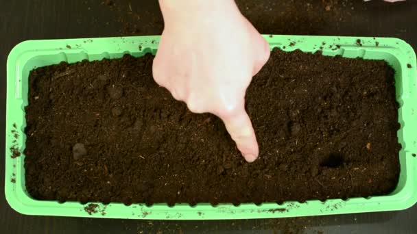 Machen Fingerlöcher Der Erde Für Die Aussaat Von Saatgut Legen — Stockvideo