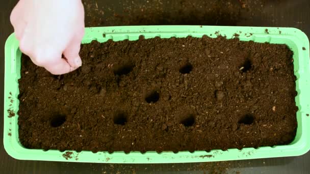 種子を植えるための土に指穴を作る トマト キュウリ 大根などの野菜の収穫のための栽培植物の植栽種のトレイに土を入れてください 土地と播種用の種 — ストック動画