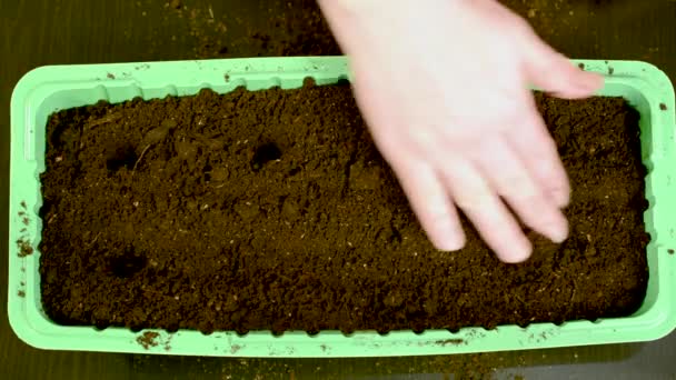 Haz Agujeros Suelo Para Plantar Semillas Coloca Suelo Una Bandeja — Vídeo de stock