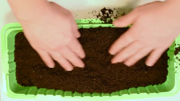 Selection Best Seeds Planting Good Black Soil Further Planting Greenhouse — Stock Video