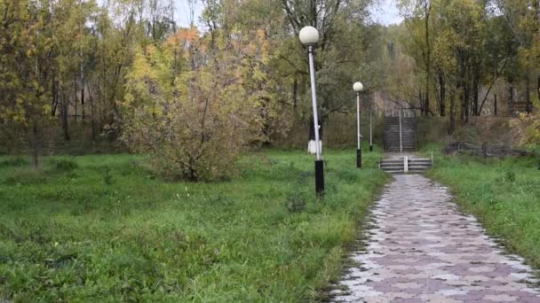 Parque Outono Árvores Com Folhas Amarelo Verde Flores Alaranjadas Balançando — Vídeo de Stock