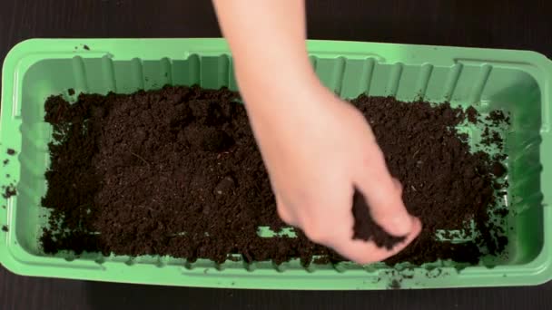 把手放在托盘里播种 把肥沃的土壤放在托盘里 种植植物的种子 以收获西红柿 萝卜和其他蔬菜 播种用地 — 图库视频影像