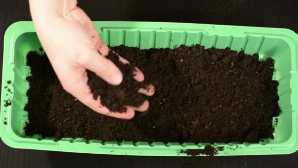 Hands Put Black Earth Tray Planting Seeds Put Fertile Soil — Stock Video