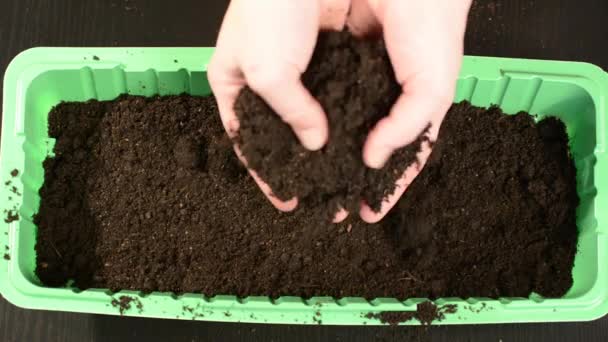 Las Manos Ponen Tierra Negra Bandeja Para Plantar Semillas Pon — Vídeo de stock