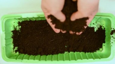 Kara toprağı içinde tohum Ekim için belgili tanımlık tepsi koymak yakışıklı. Verimli topraklar için iyi bir hasat domates, salatalık, turp ve diğer sebzeler ekili bitkiler dikim tohumları için tepsi koymak. Tohum Ekim için arazi. 