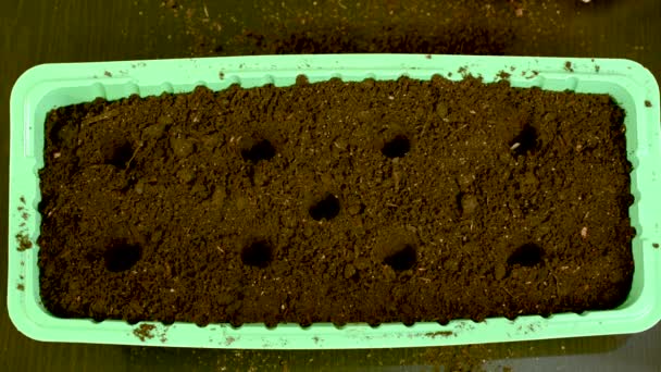 Hands Put Black Earth Tray Planting Seeds Put Fertile Soil — Stock Video