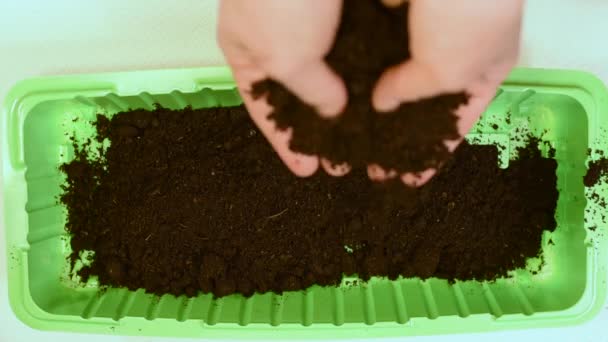 把手放在托盘里播种 把肥沃的土壤放在托盘里 种植植物的种子 以收获西红柿 萝卜和其他蔬菜 播种用地 — 图库视频影像