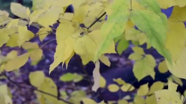 Желтые Зеленые Листья Близко Вверх Качели Ветре Перерыв Улететь — стоковое видео