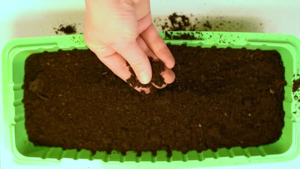 Plant Seedlings Roots Peat Pots Fill Ground Make Holes Hands — Stock Video