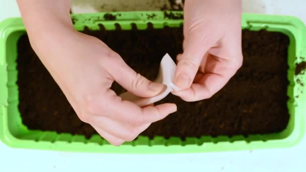 Plant Seedlings Roots Peat Pots Fill Ground Make Holes Hands — Stock Video