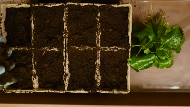 Plant Seedlings Roots Peat Pots Fill Ground Make Holes Hands — Stock Video
