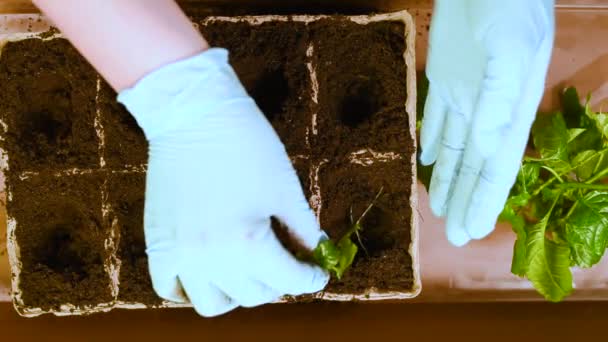 Piantiamo Piantine Con Radici Vasi Torba Riempiamo Terreno Facciamo Buchi — Video Stock