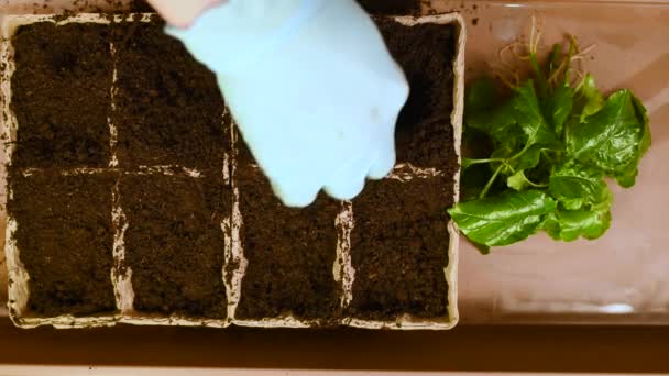 Van Növény Csemeték Gyökereit Tőzeg Edényben Töltse Földön Kezében Kék — Stock videók