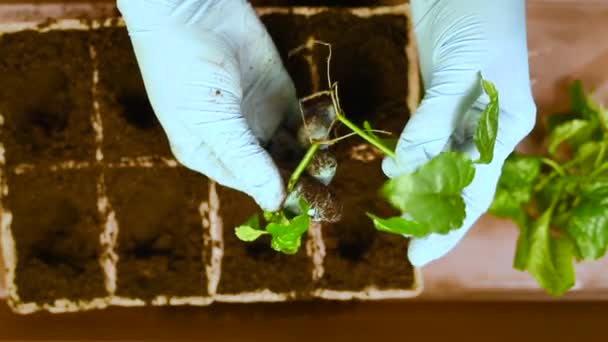 私たちは苗を植える 泥炭ポットで根と埋める地面 地面に青い手袋の手の穴を作る 植物の根に捨てる — ストック動画