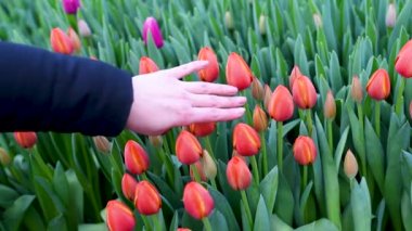 Biz fide tesisi yere turba tencere kökleri ile doldurun, toprağa mavi eldiven elinde delikler yapmak. Bitkilerin kökleri atıyorlar 