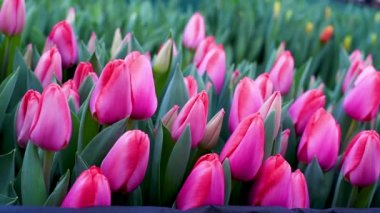 Biz fide tesisi yere turba tencere kökleri ile doldurun, toprağa mavi eldiven elinde delikler yapmak. Bitkilerin kökleri atıyorlar 