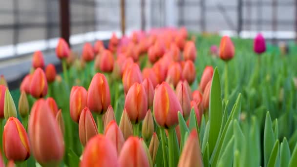 Plantamos Plántulas Con Raíces Macetas Turba Llenamos Suelo Hacemos Agujeros — Vídeos de Stock