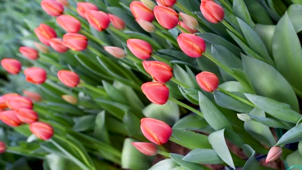 We plant seedlings with roots in peat pots, fill the ground, make holes in the hands of blue gloves in the ground. Throw them in the roots of the plants — Stock Footage Plant Seedlings Roots Peat Pots Fill Ground Make Holes Hands Video Clip