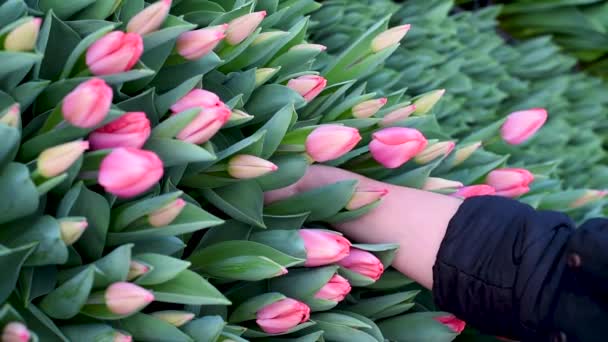 把郁金香用灯泡从土壤中取出 一个女人拿着一朵花从土壤里拿出来出售 美丽的新鲜郁金香的假期 — 图库视频影像