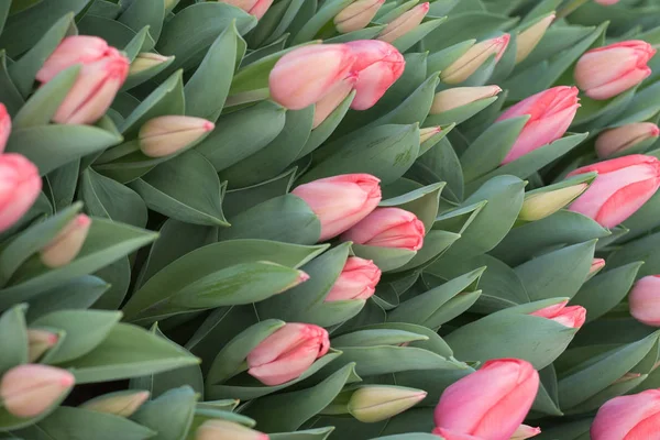 Farklı renklerde laleler tatil için Bahar çiçek açmış. Lale tomurcukları pembe, yeşil yapraklar, kırmızıyla farklı boyutlardaki tomurcukları ile. Lale tarlaları üzerinde çok