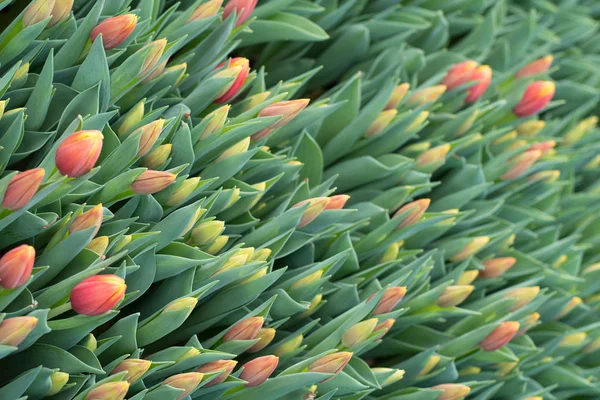 Tulips of different colors bloomed in the spring for the holiday. Tulip buds pink, red in green foliage, with buds of different sizes. Lot of tulips on the plantations