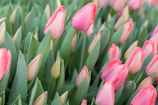 Farklı renklerde laleler tatil için Bahar çiçek açmış. Lale tomurcukları pembe, yeşil yapraklar, kırmızıyla farklı boyutlardaki tomurcukları ile. Lale tarlaları üzerinde çok