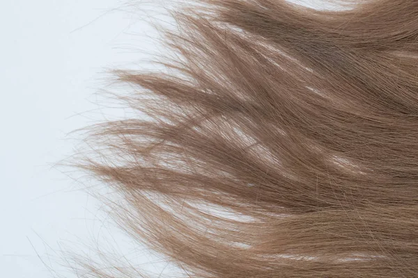 Saç beyaz Terry havlu üzerinde. Islak ve kuru koyu kahverengi, sarı saçlı. Bir havlu üzerinde temiz saç 