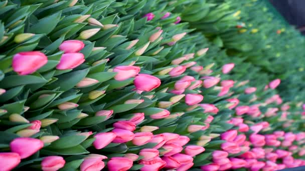 Tulipanes Florecientes Con Brotes Sobre Fondo Follaje Verde Balanceándose Bajo — Vídeo de stock