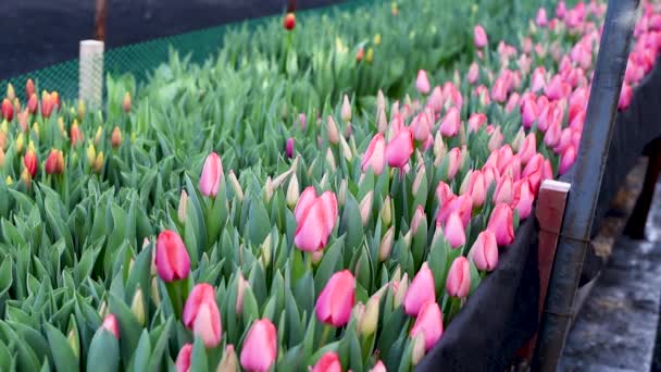 Квітучі Тюльпани Бруньки Тлі Зелене Листя Погойдуючись Під Впливом Вітер — стокове відео