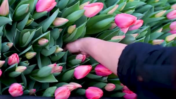 Strappare Tulipani Togliendoli Dal Terreno Con Bulbi Una Donna Tira — Video Stock