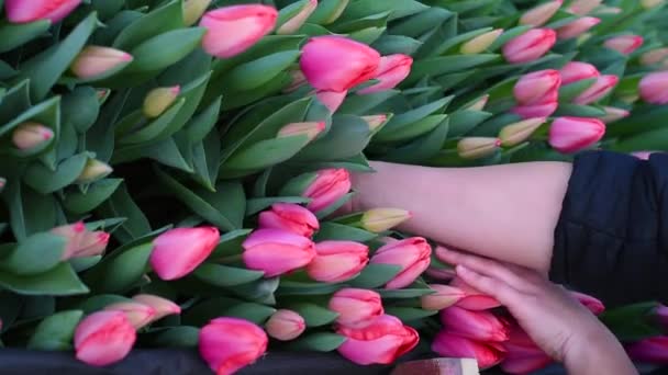 Pour Arracher Les Tulipes Les Retirant Sol Avec Les Bulbes — Video