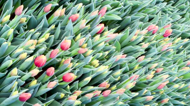 Planterar Plantor Med Rötter Torv Krukor Fylla Marken Göra Hål — Stockvideo