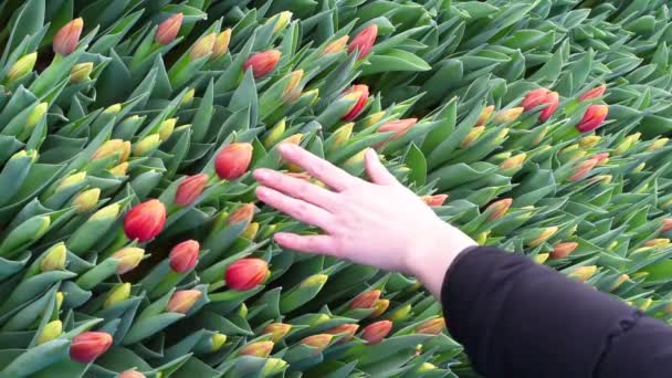 Planterar Plantor Med Rötter Torv Krukor Fylla Marken Göra Hål — Stockvideo