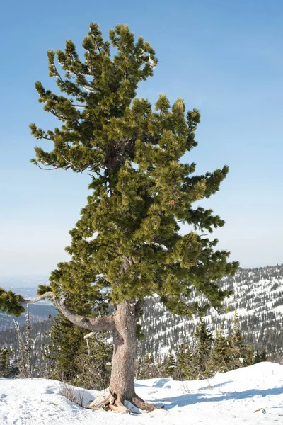 Eski çam ağacında bir dağ silsilesi ve mavi gökyüzü karşı bir dağın tepesinde kar. Kayak Merkezi