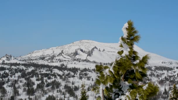 Montagnes Enneigées Avec Des Conifères Des Feuillus Recouverts Neige Contre — Video