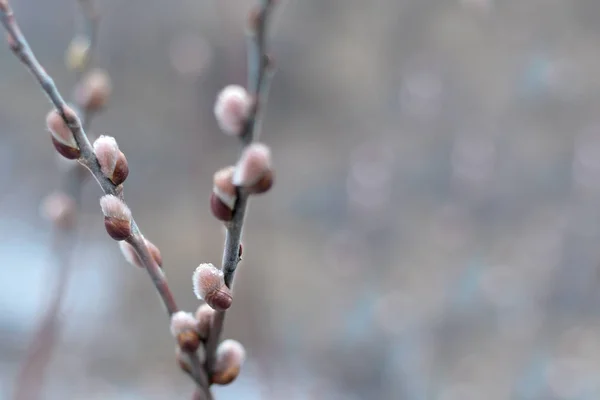 Baharda Willow doğal ortamında çiçek açtı. Bulutlu havalarda öğleden sonra dalları üzerinde yağmur damlaları ile kabarık tomurcuklar ve. palmiye Pazar 