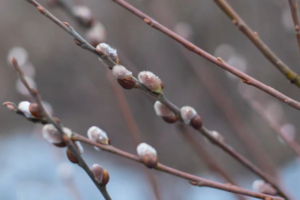 Baharda Willow doğal ortamında çiçek açtı. Bulutlu havalarda öğleden sonra dalları üzerinde yağmur damlaları ile kabarık tomurcuklar ve. palmiye Pazar 