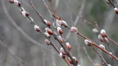 Baharda Willow doğal ortamında çiçek açtı. Bulutlu havalarda öğleden sonra dalları üzerinde yağmur damlaları ile kabarık kuşlar ve. Palmiye Pazar, Paskalya 