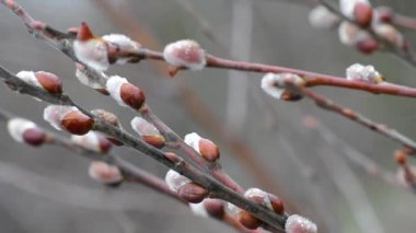 Baharda Willow doğal ortamında çiçek açtı. Bulutlu havalarda öğleden sonra dalları üzerinde yağmur damlaları ile kabarık kuşlar ve. Palmiye Pazar, Paskalya 