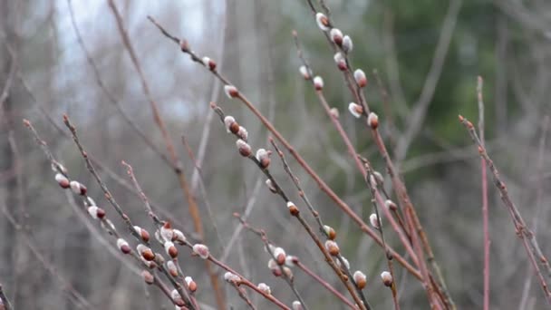 春に柳は その自然環境の中で開花しました 曇りの日の午後の枝に ふわふわの鳥とあなたの雨滴があります パームサンデー イースター — ストック動画