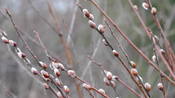 春に柳は その自然環境の中で開花しました 曇りの日の午後の枝に ふわふわの鳥とあなたの雨滴があります パームサンデー イースター — ストック動画