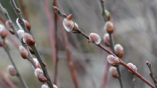 Spring Willow Blossomed Its Natural Environment Fluffy Birds You Raindrops — Stock Video
